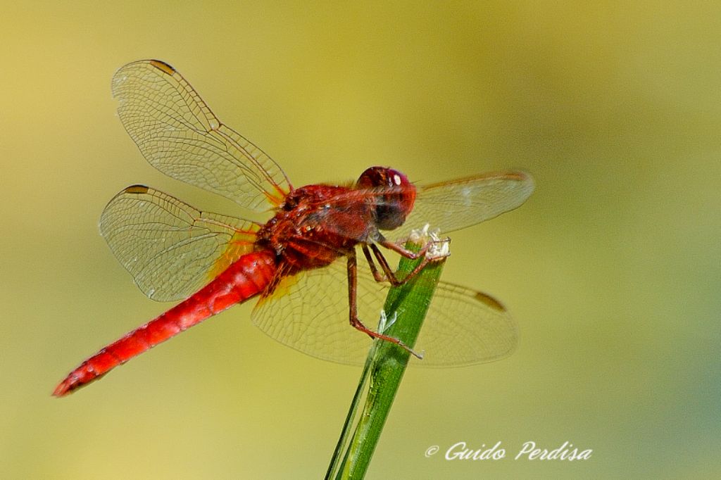 Odonata da identificare